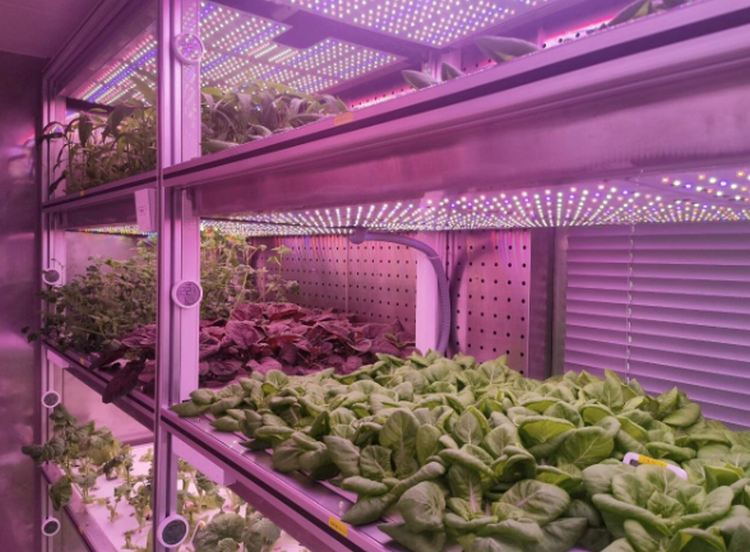 植物工厂种植品类有哪些？